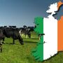 Ireland Culling Cows