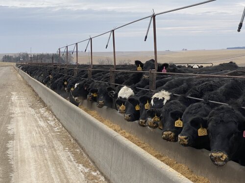Neb Feedlot