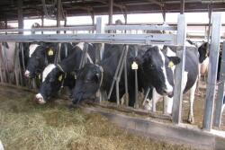 Never sacrifice cow comfort when deciding whether to retrofit a robotic milker into an existing barn or building new. 