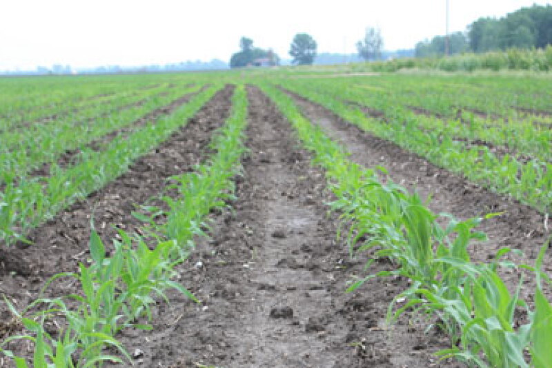 young corn missouri