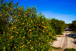 The University of Florida's Institute of Food and Agricultural Sciences, is seeking information from growers of Florida citrus and other crops, to study the effects of the COVID-19 pandemic on Florida agriculture.