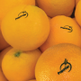 F44547A2-C571-45F0-BD623923FB0FD2C7.png