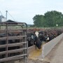 Feedlot Steers Mill Bunk