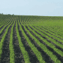 Soybean field