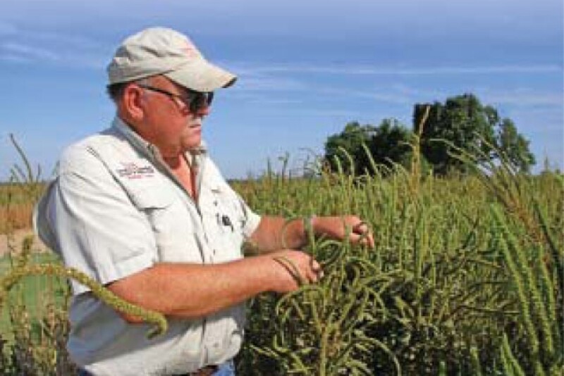 Phillips County Extension agent Robert Goodson examines resistant Palmer amaranth in eastern Arkansas, an area with PPO resistance.