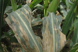 NorthernCornLeafBlight.jpg
