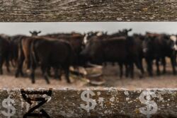Genetic Merit Cattle 