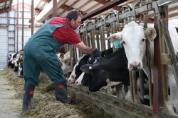 Holstein Heifers with Veterinarian