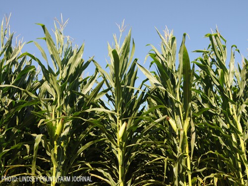 Corn field - Lindsey Pound