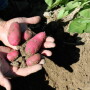 fingerling 