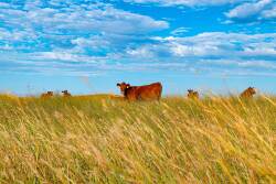 Nebraska Sandhills