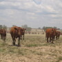 BT_Cattle_South_Africa_Drought