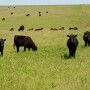 Flint Hills grazing