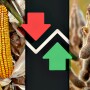 Corn Market Down, Soybeans Up