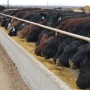 BT_Feedlot_Cattle_Bunk