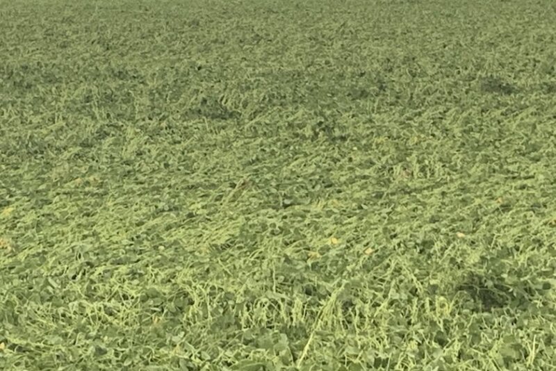 Just over a year after a wide swath of Iowa was blasted with damaging winds from the derecho, Iowa farmers were dealt another crop production blow Tuesday. 100 mph winds were clocked in Oelwein, Iowa, which is located northeast of Waterloo. As a result, some soybean fields were unrecognizable by Tuesday night. 