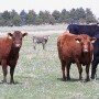 Cows