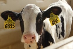 Calf   Purina 4 25 13   Copy