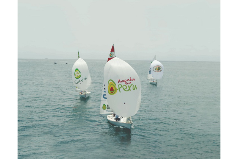 avocado regatta