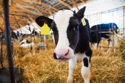 Calf-in-the-cowshed.jpg
