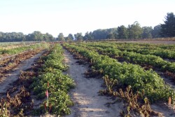 Wilted conventional potato plants without resistance to the pathogen that caused the Irish potato famine on the left next to surviving rows of J.R. Simplot Co.’s genetically engineered potato plants that resist the disease.