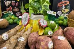 New Limeco’s main business is in limes, papayas and green-skin avocados.