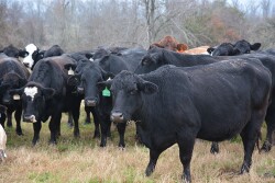 Older_Beef_Cows