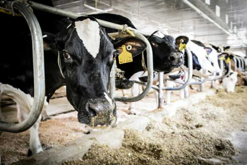 From birth onward, the School of Veterinary Medicine at the University of Wisconsin–Madison is at the forefront of developing medical care to keep dairy cows healthy.