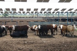 Cattle in shade on a warm summer day.