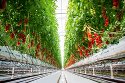 The camera is close to the floor, which is white. The photo is inside a commercial greenhouse. On the left and right are growing sections with red tomatoes. The photo shows a view of the rows extending toward the horizon. In the middle at top is a view of the white greenhouse ceiling.