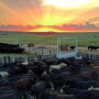 USDA's mid-year cattle inventory shows little change