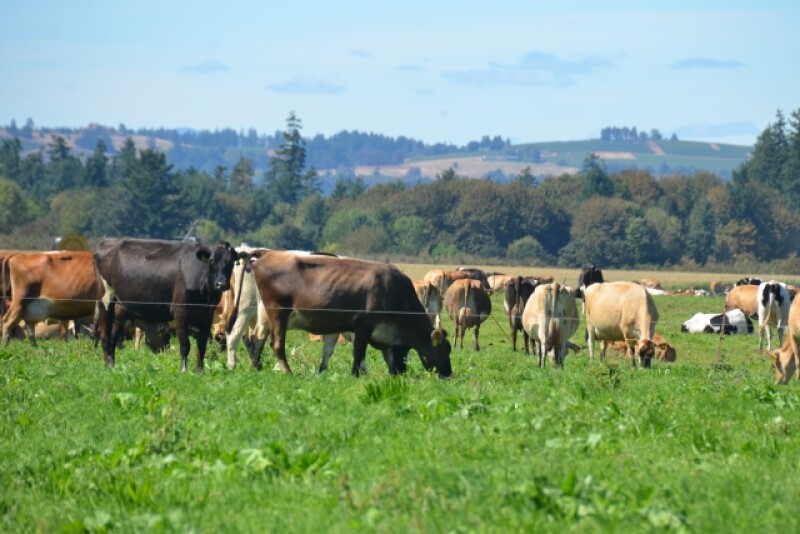 DT_Grazing_Dairy_Cows
