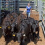 Lamb-NFREC-cattle