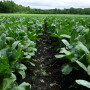 A field of collard greens
