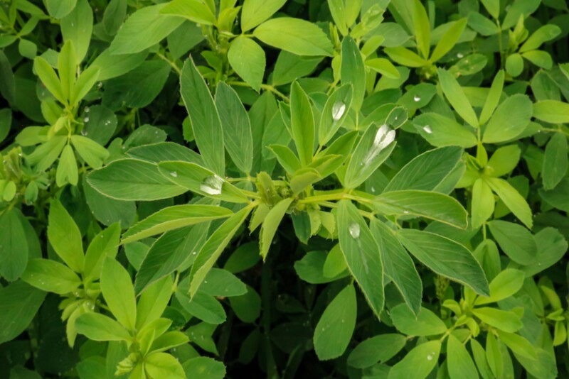 While a single variety might dominate in specific areas in fields with variable soils, using different varieties boosts yields in those areas that would struggle with a true monoculture.