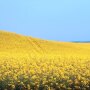 Canada is the world’s top grower of canola, and China is the No. 1 destination for exports of the oilseed.