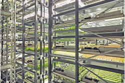 bowery vertical farm inside