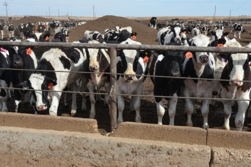 DT_Dairy_Feedlot_Steers