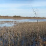 Flooding might prevent some farmers from planting altogether. This field picture is from last fall, flooding today is much worse.