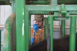 BT_Cattle_Vaccination