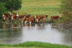 Cattle drinking