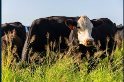 Cattle on forage.
