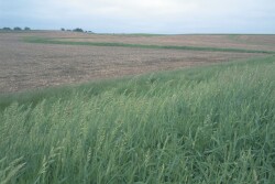 buffer_strips_in_Illinois_farm_courtesy_NRCS
