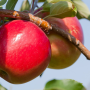 Honeybear Brands plans to sample First Kiss apples at its Fresh Summit booth.