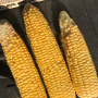 Minnesota corn is showing severe signs of nitrogen stress.