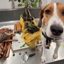 Sol the Ag Detection Dog with U.S. CBP