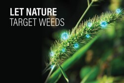 Biological Weed Control