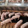 Pigs at feeder