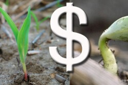 corn-soybean-price.jpg