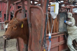 BT_Heifer_Preg_Check